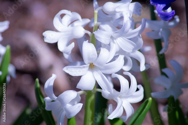 Obraz Spring Flowers Blooming