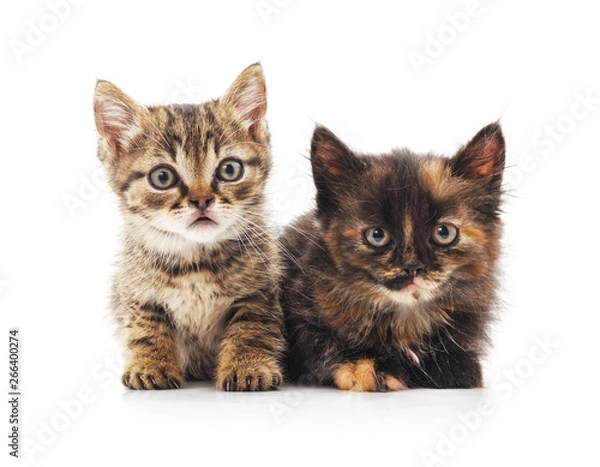 Obraz Two small kittens.