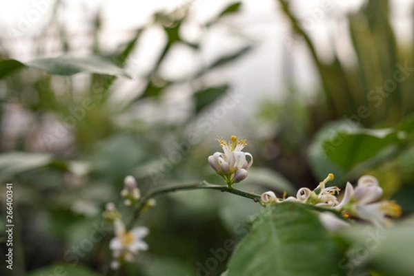 Fototapeta Lemon blossom