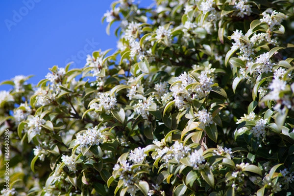 Fototapeta Spring Flowers Blooming