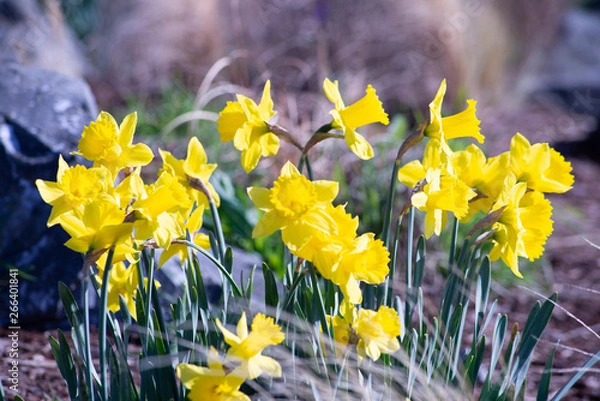 Obraz Spring Flowers Blooming