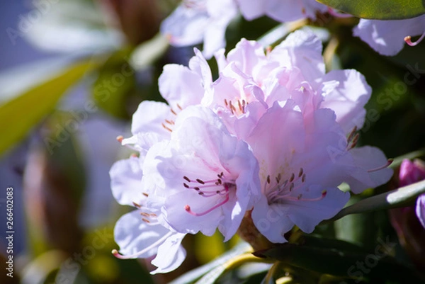Obraz Spring Flowers Blooming