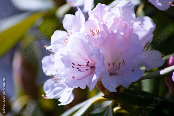 Obraz Spring Flowers Blooming