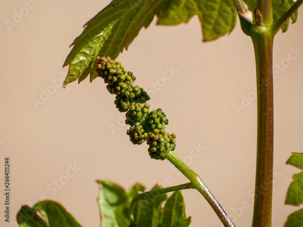 Fototapeta A landscape of rural culture in espalier vineyard in spring in the denomination of origin Ribera del Duero in Spain