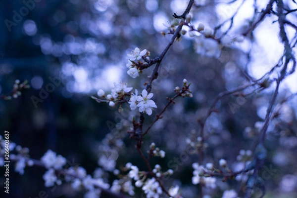 Fototapeta Spring Blossoms