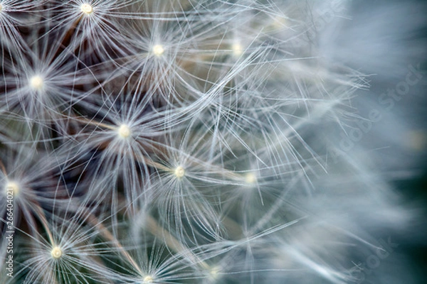 Fototapeta Close Up of Dandelion Seeds on Flower Head