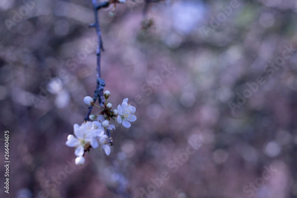 Obraz Sping Blossoms