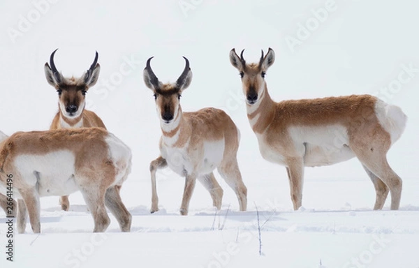 Fototapeta Pronghorn crossing a meadow shortly after a large snow.,.