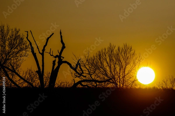 Obraz Sunset in the meadow