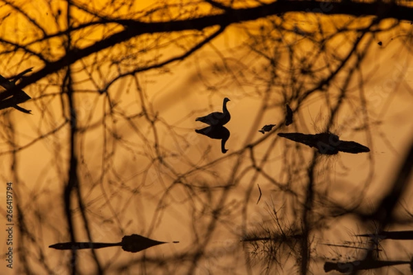 Obraz Duck in a pond