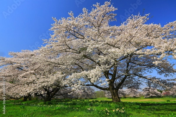 Fototapeta 青空と桜