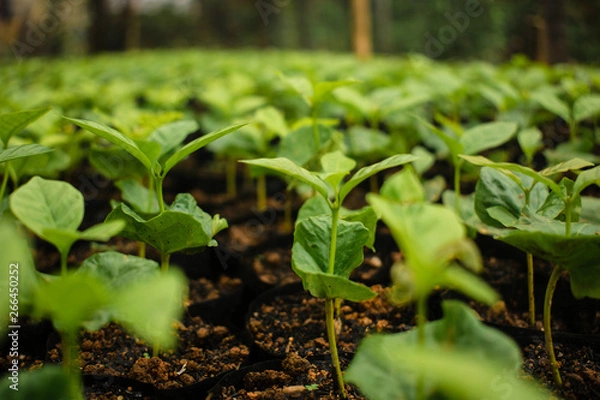 Obraz Arabica coffee tree