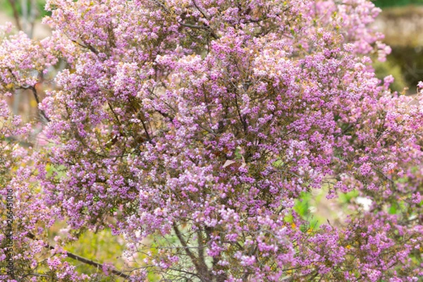 Fototapeta 公園に咲いていたピンクの小さな花