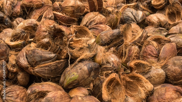 Fototapeta coconut coir husk  piled, which has been peeled off or de-husked  from the coconut. close up shot of  coconut husk.