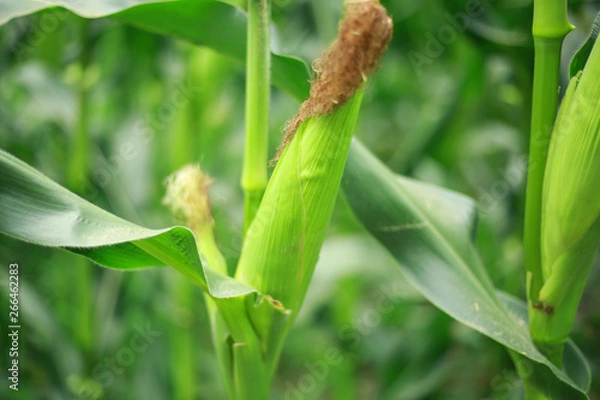 Fototapeta トウモロコシ