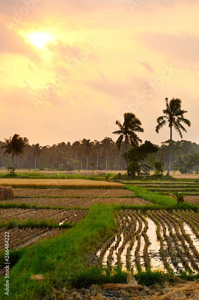 Obraz Fields of Bali
