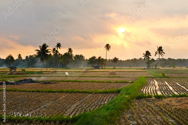 Obraz Sunset on the Rice Fields 