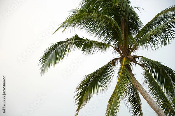 Obraz Palm Leaves 