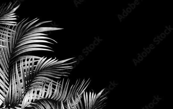 Fototapeta palm leaf tree on black background