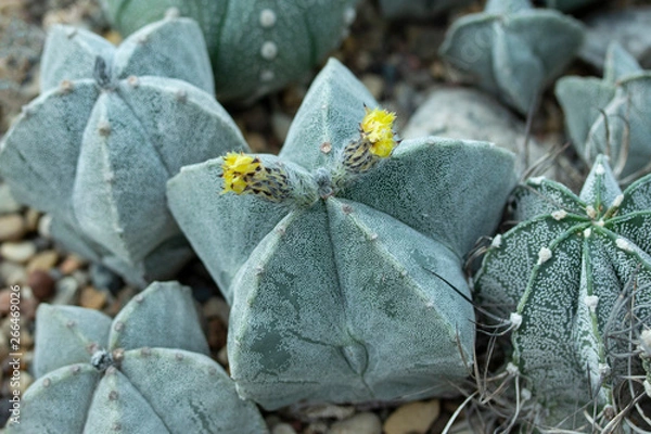 Fototapeta Astrophytum myriostigma jaumavense Cactaceae yellow flowers of a tropical home-grown cactus. Blooming cactus astrophytum
