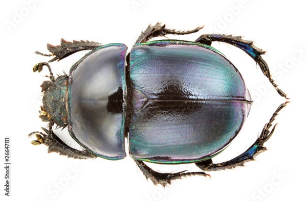 Obraz Trypocopris Pyrenaicus