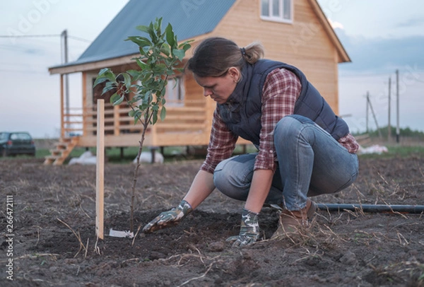 Fototapeta a young woman planting an Apple tree in the garden near the house . planting seedlings of fruit trees in the spring