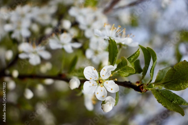 Obraz white cherry flowers on green leaf background