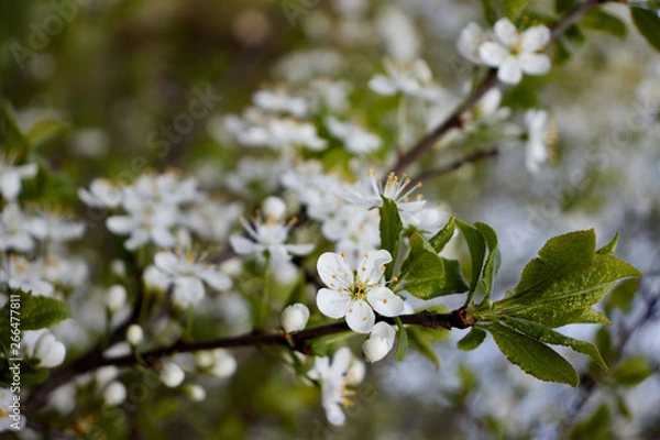 Obraz white cherry flowers on green leaf background