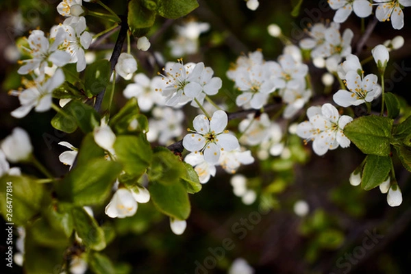 Obraz white cherry blossoms on a dark forest background