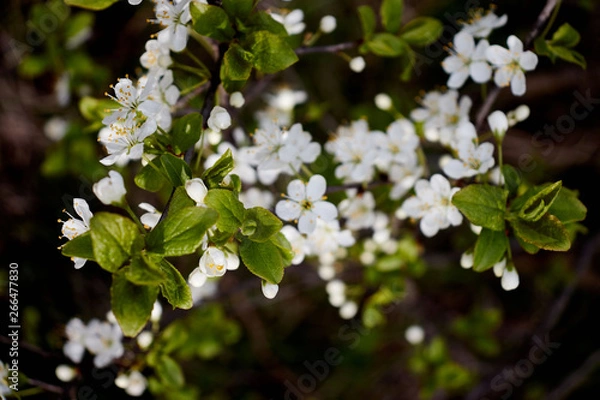 Obraz green cherry branch with white flowers yellow stamens