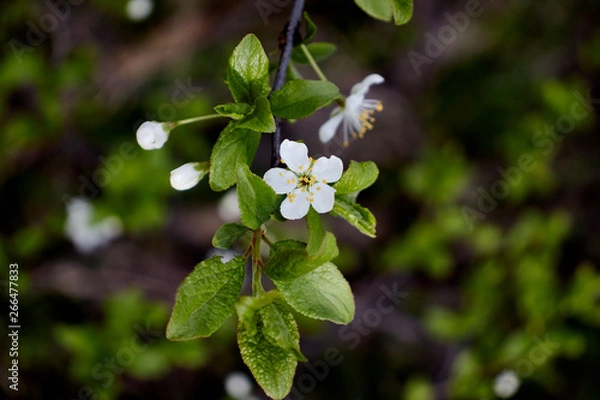 Obraz white cherry blossoms on a dark forest background