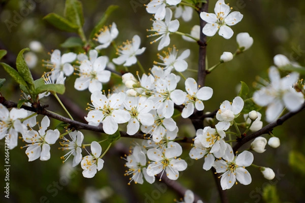 Obraz white cherry flowers on green leaf background
