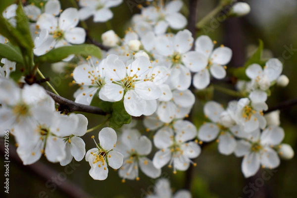 Obraz white cherry flowers on green leaf background