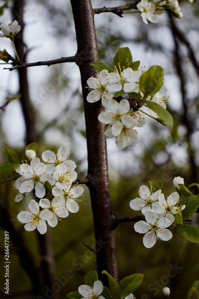 Obraz cherry branch with white flowers