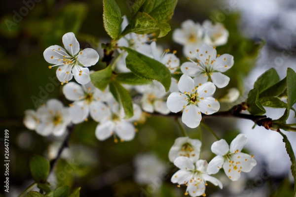 Obraz cherry branch with white flowers