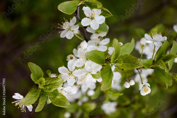 Obraz cherry branch with white flowers