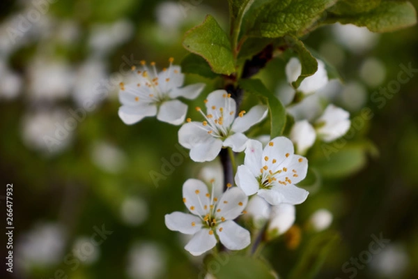 Obraz cherry branch with white flowers