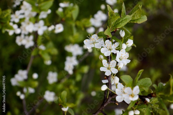 Obraz green cherry branch with white flowers yellow stamens