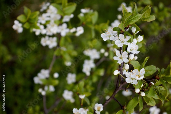 Obraz cherry branch with white flowers