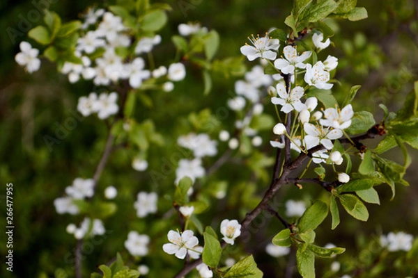 Obraz cherry branch with white flowers