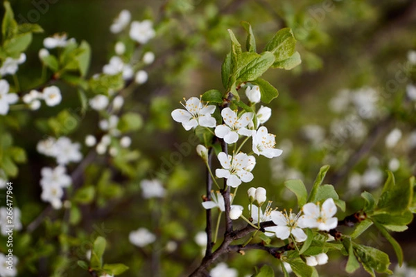 Obraz cherry branch with white flowers