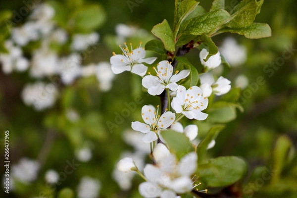 Obraz cherry branch with white flowers