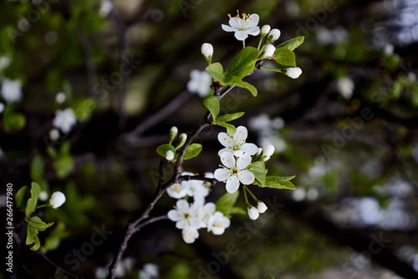 Obraz white cherry blossoms on a dark forest background