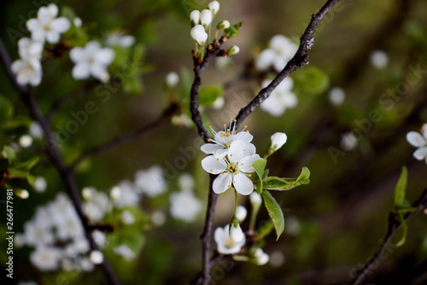 Obraz cherry branch with white flowers