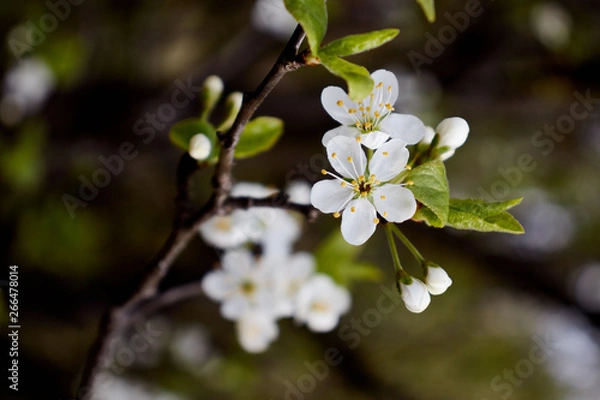 Obraz cherry branch with white flowers