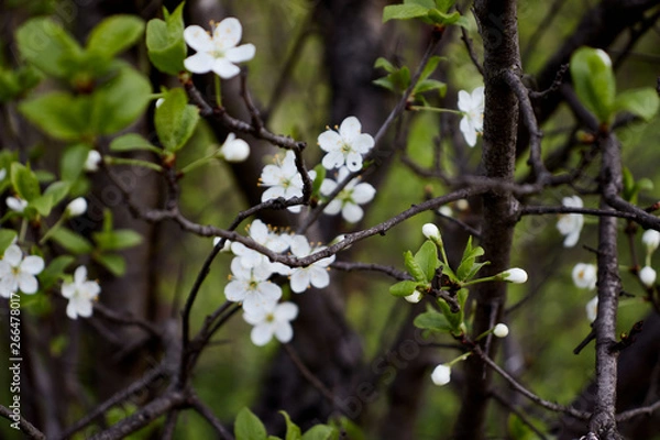 Obraz cherry branch with white flowers
