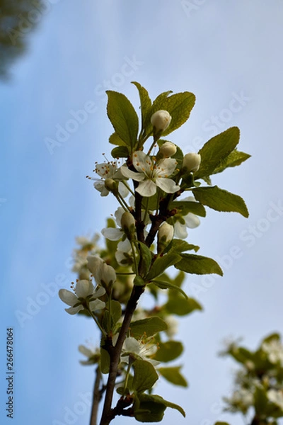 Obraz white cherry blossoms on a branch against the blue sky