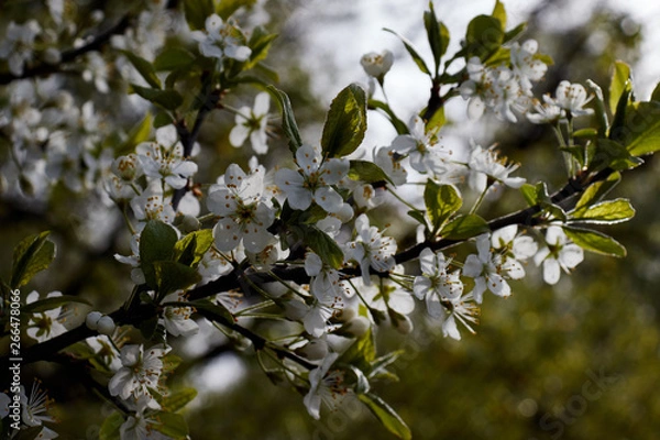 Obraz cherry branch with white flowers