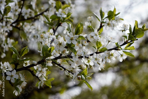Fototapeta white cherry flowers on green leaf background