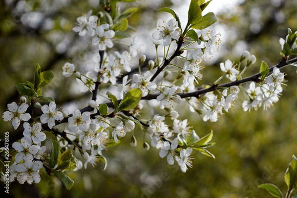 Obraz cherry branch with white flowers